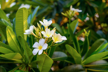 Fototapeta na wymiar Beautiful group of white plumeria flower in Polonnaruwa, Sri Lanka
