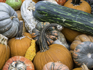 A whole variety of squash and pumpkins