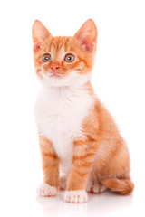 Close-up portrait of red kitten isolated
