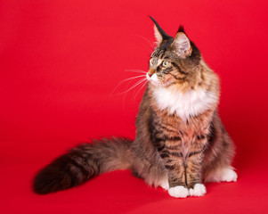 Maine Coon sitting on red background.