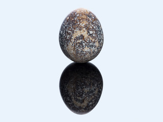 Quail egg on black acrylic surface with reflection. Fine art photography. Macro. 