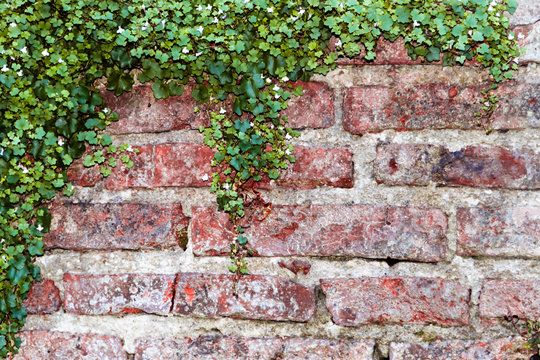 bricks background with ivy with white flowers