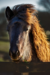 Fototapeta premium Island Fohlen (Islandfohlen)