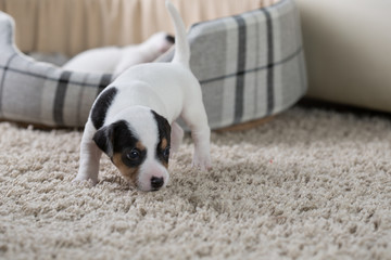 Jack Russell puppy