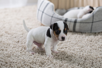 Jack Russell puppy