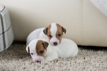 Jack Russell puppy