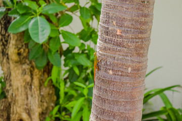 Eidechse klettert an Baum hoch, tropische Umgebung, grüne Pflanzen, Karibik, Dominikanische Republik