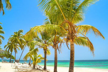 Kokospalmen am Strand, türkisenes Wasser im Hintergrund, blauer Himmel, Karibik, Dominikanische Republik