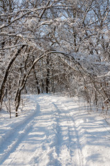 Winter sunny day in the snow-covered forest. Frost forest in the snow