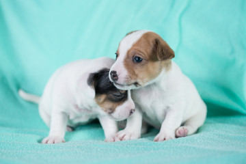 Jack Russell puppies