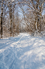 Winter sunny day in the snow-covered forest. Frost forest in the snow
