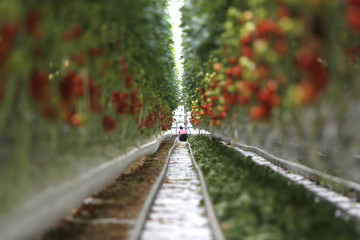 Tomatoes in a hydroponic system in greenhouse. Modern vegetable cultivation.