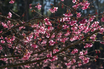 Cherry blossom branch in spring