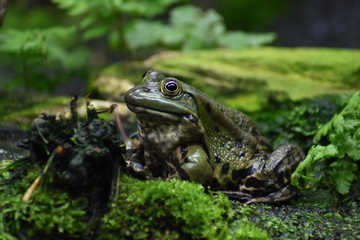 Frosch in einem Terrarium