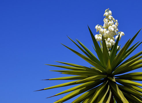 Blooming Yucca plant on a blue sky background.Spanish bayonet tree.
Joshua tree.Yucca aloifolia.Vibrant background for wallpaper with copy space.