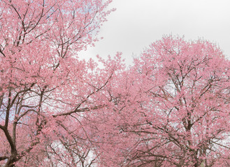 Sakura cherry blossom tree at park
