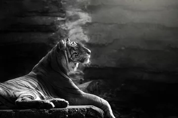 Fotobehang Sumatran tiger © DS light photography
