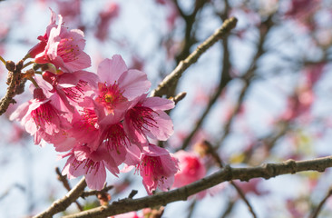Beautiful Sakura Cherry Blossom