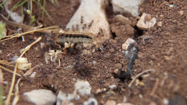 Black Ants attack Caterpillar