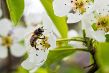 a fine spring day, a bee sat on a flower, collects nectar