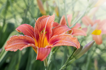 a fine summer day, an orange lily flower closeup