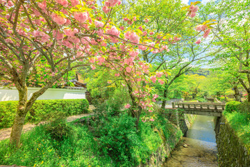 Schilderachtig landschap van roze kersenbloesembomen langs de wandeling van de filosoof tijdens Sakura in het lenteseizoen. Het pad is een beroemd voetpad in het district Higashiyama, Kyoto, Japan.