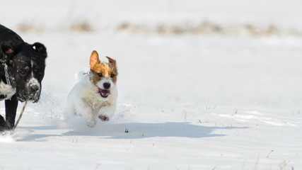 A young, playful dog Jack Russell terrier runs meadow in autumn with a another big black dog.