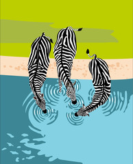 Fototapeta na wymiar Zebras drink water, top view