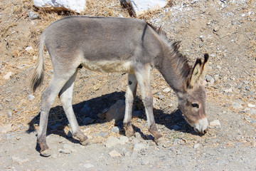Schöner Esel bückt sich auf den kahlen grauen, steinigen Boden, griechischer Esel auf Kos in Griechenland