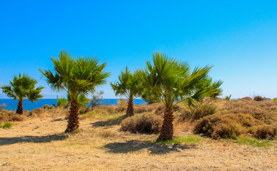 Fototapeta na wymiar Wunderschöne Palmen auf der Insel Kos, Griechenland, stahlblauer Himmel, blaues Meer im Hintergrund