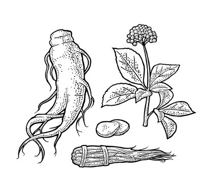 Root and leaves panax ginseng. Vector engraving black illustration