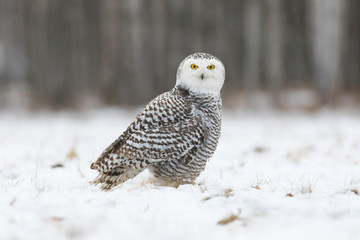snowy owl, bubo scandiacus