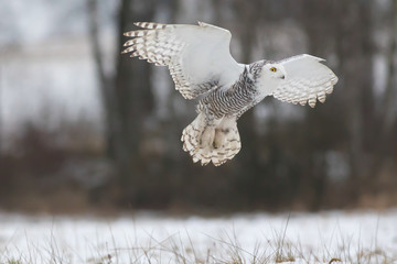snowy owl flying in winter, bubo scandiacus