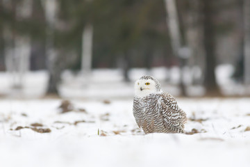 snowy owl on winter meadow, bubo scandiacus