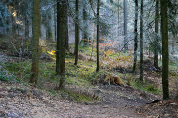 Forest during Winter
