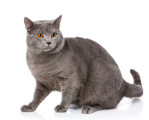 Animal, cat, pet concept - chartreux cat