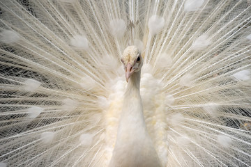Naklejka premium White male peacock