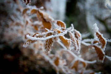 Forest during Winter
