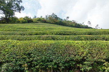 Fototapeta na wymiar Teeplantage, Teepflanzen am Hügel angebaut
