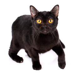 Animal, cat, pet concept - burmese cat