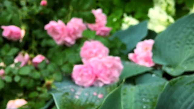 Zooming through April showers into the wet greenery of pink May rose flowers in a lush garden