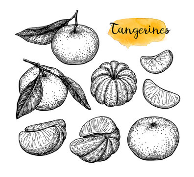 Ink sketch of tangerines.