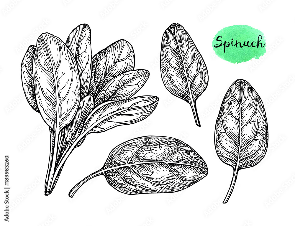 Canvas Prints ink sketch of spinach.