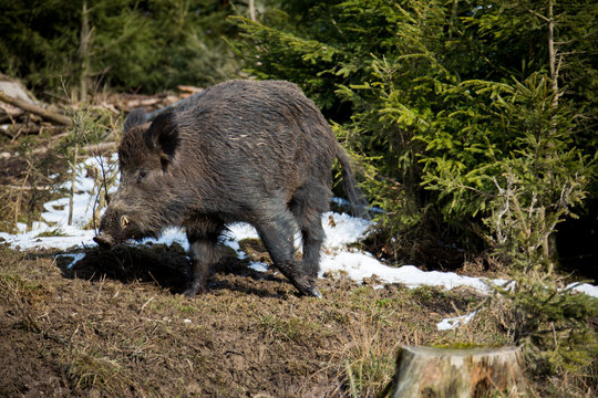 Wildschwein Keiler