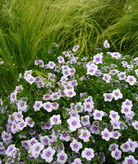 Obraz premium Cup Flowers and Feather Grass