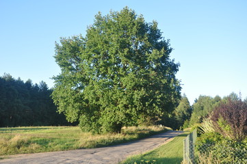 Oak tree