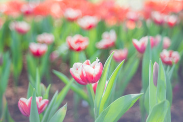red tulip