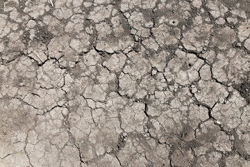 cracks in the dry land