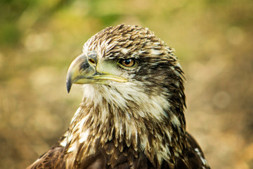 Young Bald Eagle