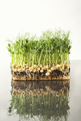 Organic growing micro greens closeup